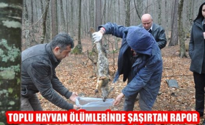 Toplu Hayvan Ölümlerinde Şaşırtan Rapor