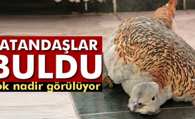 Tunceli'de yaralı toy kuşu bulundu