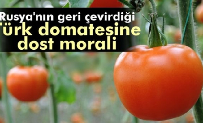 Türk domatesine dost morali