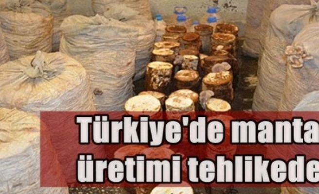 Türkiye'de mantar üretimi tehlikede!