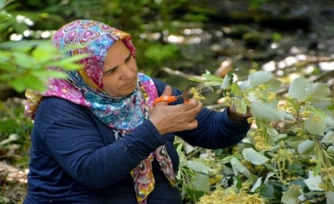 Türkiye’nin en kaliteli ıhlamuru Karacabey’de