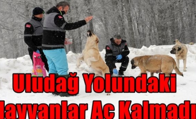 Uludağ Yolundaki Hayvanlar Aç Kalmadı 