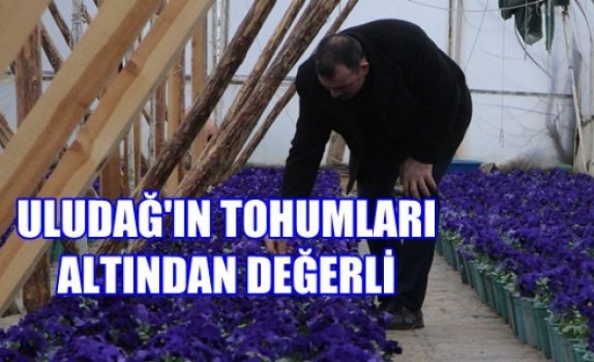 Uludağ'ın Tohumları Altından Değerli