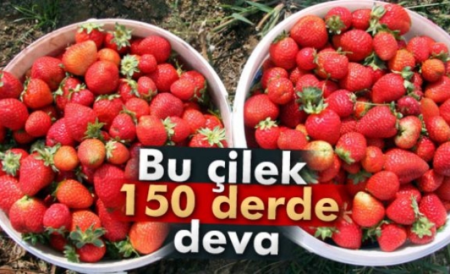 Uludağ'ın yediveren çileği 150 derde deva