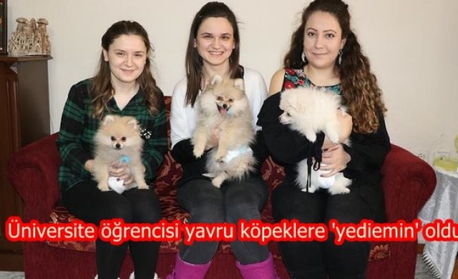 Üniversite öğrencisi yavru köpeklere 'yediemin' oldu