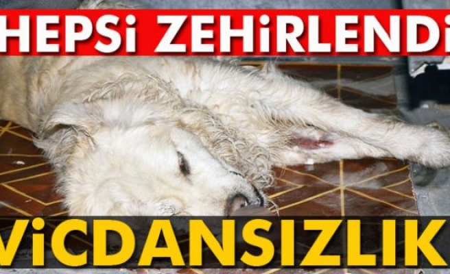 VİCDANSIZLAR!