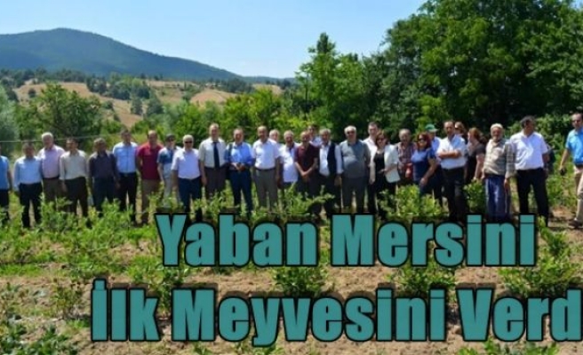 Yaban Mersini İlk Meyvesini Verdi