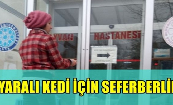 YARALI KEDİ İÇİN SEFERBERLİK