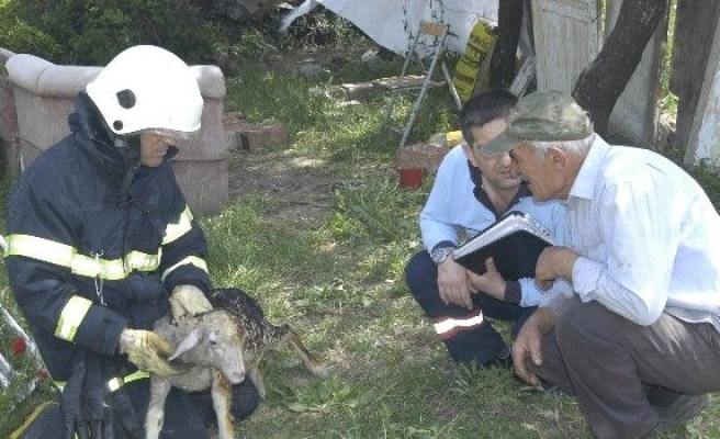 Yaralı Kuzuya İtfaiye Şefkati