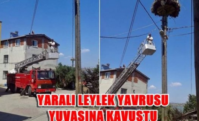 Yaralı leylek yavrusu yuvasına kavuştu.