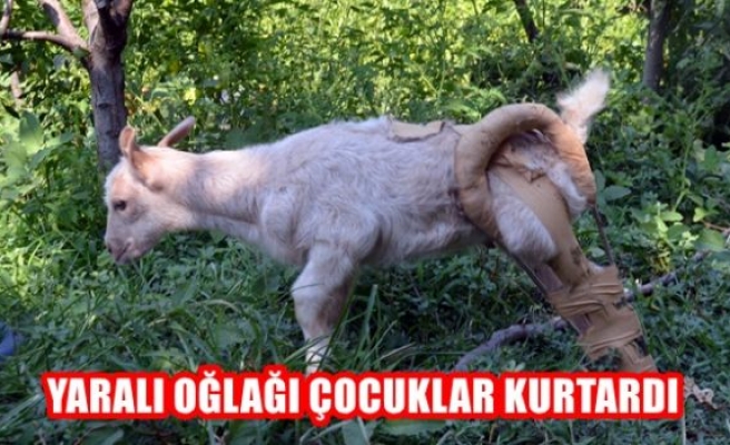 Yaralı oğlağı çocuklar kurtardı