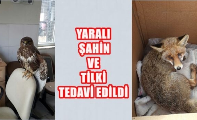 Yaralı Şahin ve Tilki Tedavi Edilde