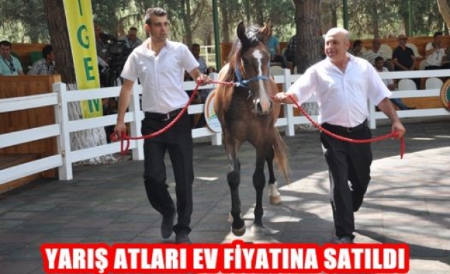 Yarış Atları Ev Fiyatına Satıldı