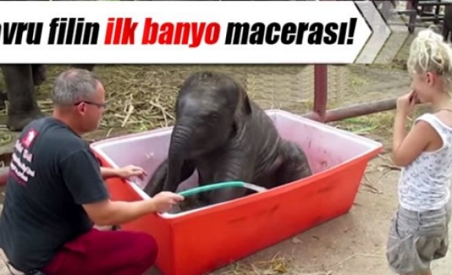 Yavru filin ilk banyo macerası