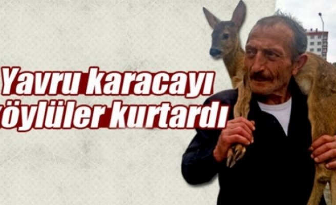 Yavru karacayı köylüler kurtardı