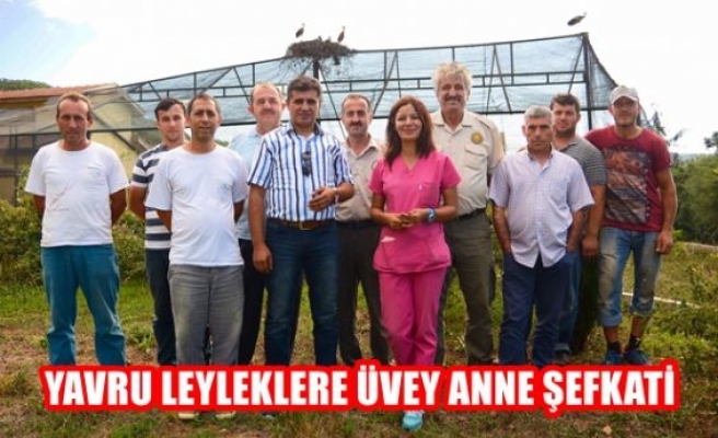 Yavru leyleklere üvey anne şefkati