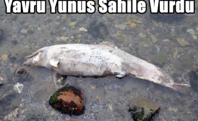 Yavru Yunus Sahile Vurdu