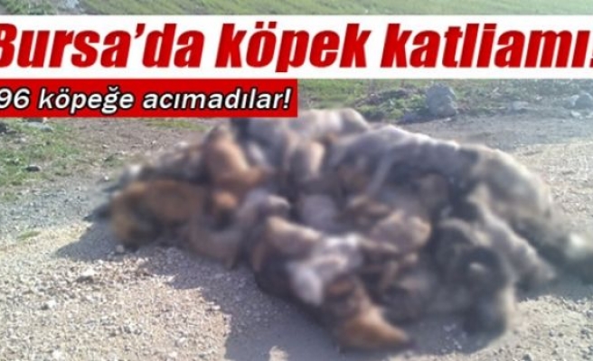 Yenişehir'de köpek katliamı