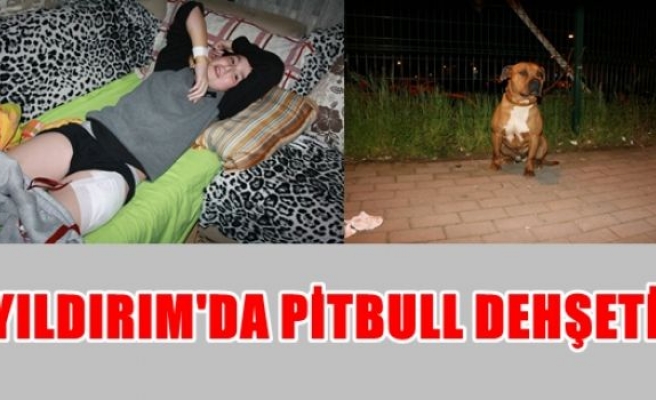 Yıldırım'da pitbull dehşeti