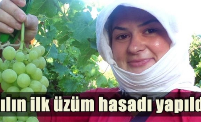 Yılın ilk üzüm hasadı yapıldı