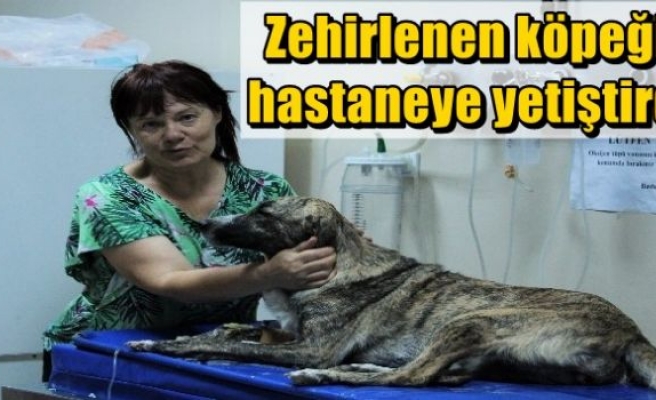 Zehirlenen köpeği hastaneye yetiştirdi 