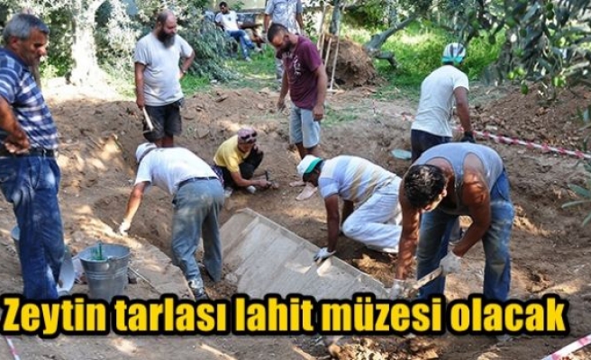 Zeytin tarlası lahit müzesi olacak