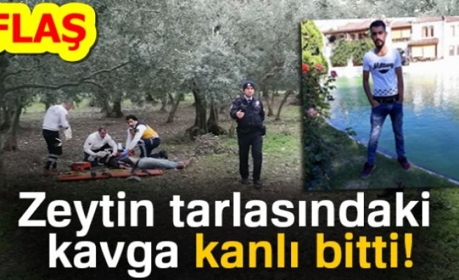 ZEYTİN TARLASINDAKİ KAVGA KANLI BİTTİ!