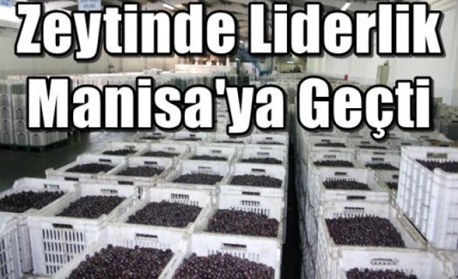 Zeytinde Liderlik Manisa'ya Geçti