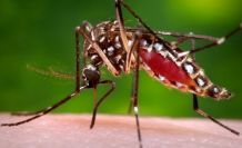 Zika virüsü seferberliği... Hava Taksi İşletmeleri'nden 'Dezenfeksiyon' talebi