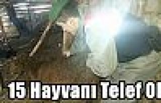 15 Hayvanı Telef Oldu