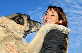 Kangal köpeklerine hayran kaldılar