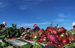 Turp diyarında hasat başladı