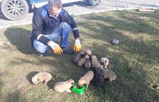 Çuval içinde bulunan 12 köpek yavrusu tedavilerinin...