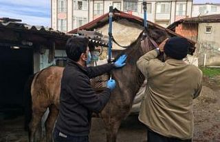 Edirne'de at ve eşekler yönetmelik gereği kimliklendirildi