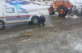 Giresun'da jandarma trafik ekipleri yol kenarında...