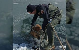 Bursa'da buz tutan gölete düşen köpek donmak...