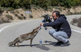 Gelibolu Yarımadası'nın maskot tilkisini ziyaretçiler...