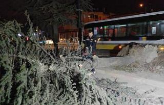 Bursa'da lodos etkili oldu