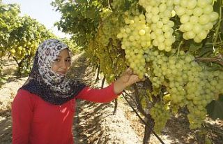 Superior Seedless çeşidi sofralık üzümün ihracat...