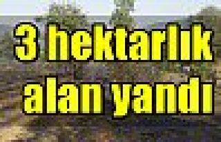 3 hektarlık alan yandı