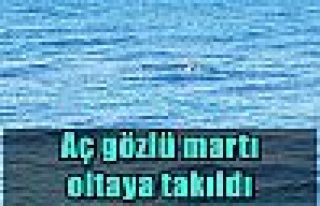 Aç gözlü martı oltaya takıldı