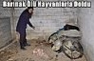 Barınak Ölü Hayvanlarla Doldu