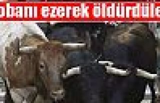 Boğalar çobanı ezerek öldürdü