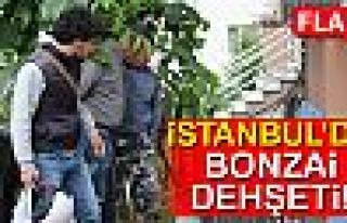 BONZAİ DEHŞETİ!