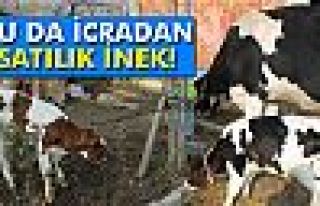 Bu da icradan satılık inek