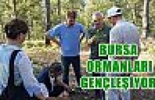 Bursa ormanları gençleşiyor