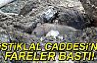 Caddeyi fareler bastı!