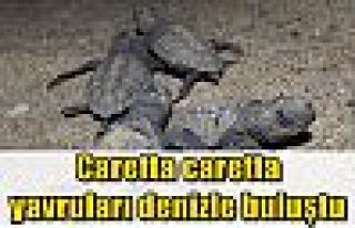  Caretta caretta yavruları denizle buluştu