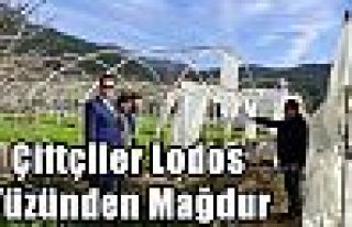 Çiftçiler Lodos Yüzünden Mağdur