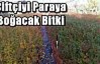 Çiftçiyi Paraya Boğacak Bitki